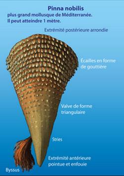 Pinna mobilis